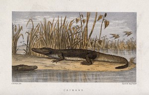 view A cayman basking on an island surrounded by swamp. Coloured lithograph after C. B. Brown.