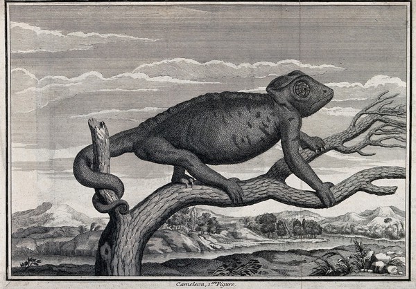 A chameleon on a branch with landscape background. Etching.