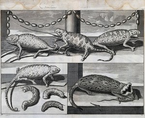 view Three chameleons on a shelf (top); one chameleon with larvae (bottom left); a large rodent eating a mouse (bottom right). Etching.