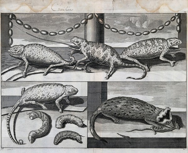 Three chameleons on a shelf (top); one chameleon with larvae (bottom left); a large rodent eating a mouse (bottom right). Etching.