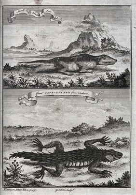 Above, a small cape-lizard ; below, a great cape-lizard. Etching by G. Child.