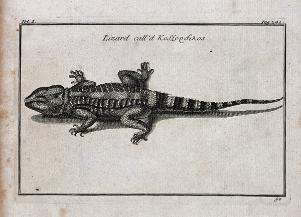 A lizard with a greek name. Etching.