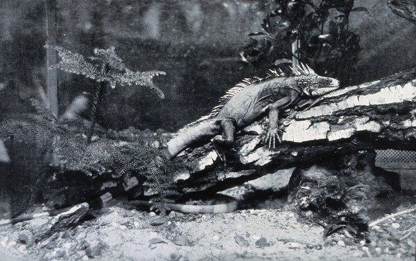 An Australian monitor lizard on a branch. Reproduction of a photograph.