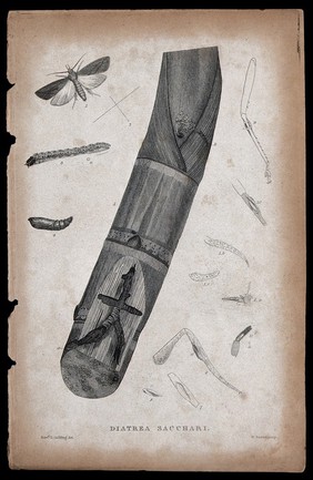 A sugar cane borer moth: adult, pupa, anatomical segments and pupa in sugar cane. Etching by W. Raddon after the Revd. L. Guilding.