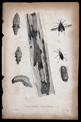 A sugar cane boring beetle: adult, pupa and larva in sugar cane. Etching by W. Raddon after the Revd. L. Guilding.