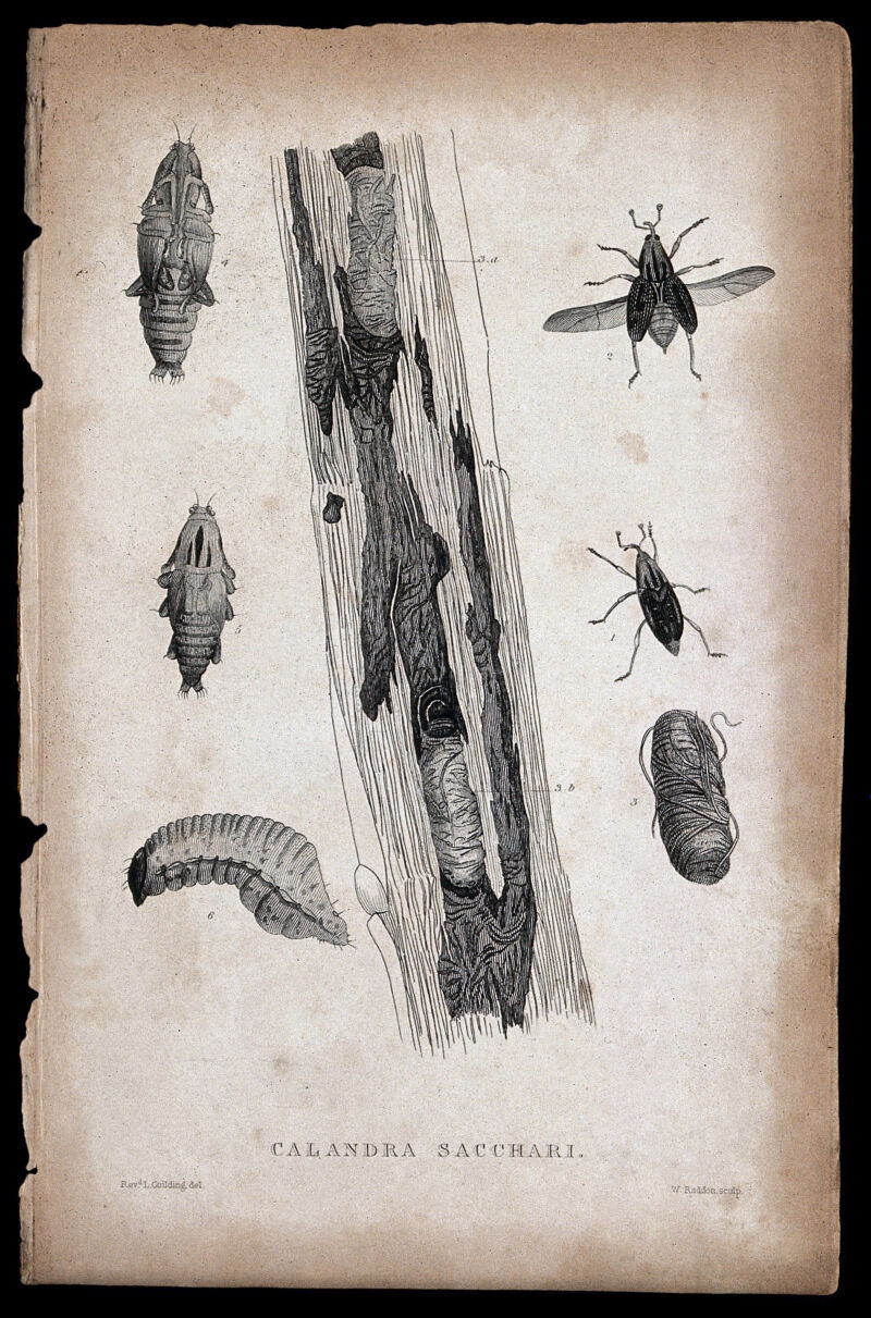 A sugar cane boring beetle: adult, pupa and larva in sugar cane. Etching by W. Raddon after the Revd. L. Guilding., by Lansdown Guilding