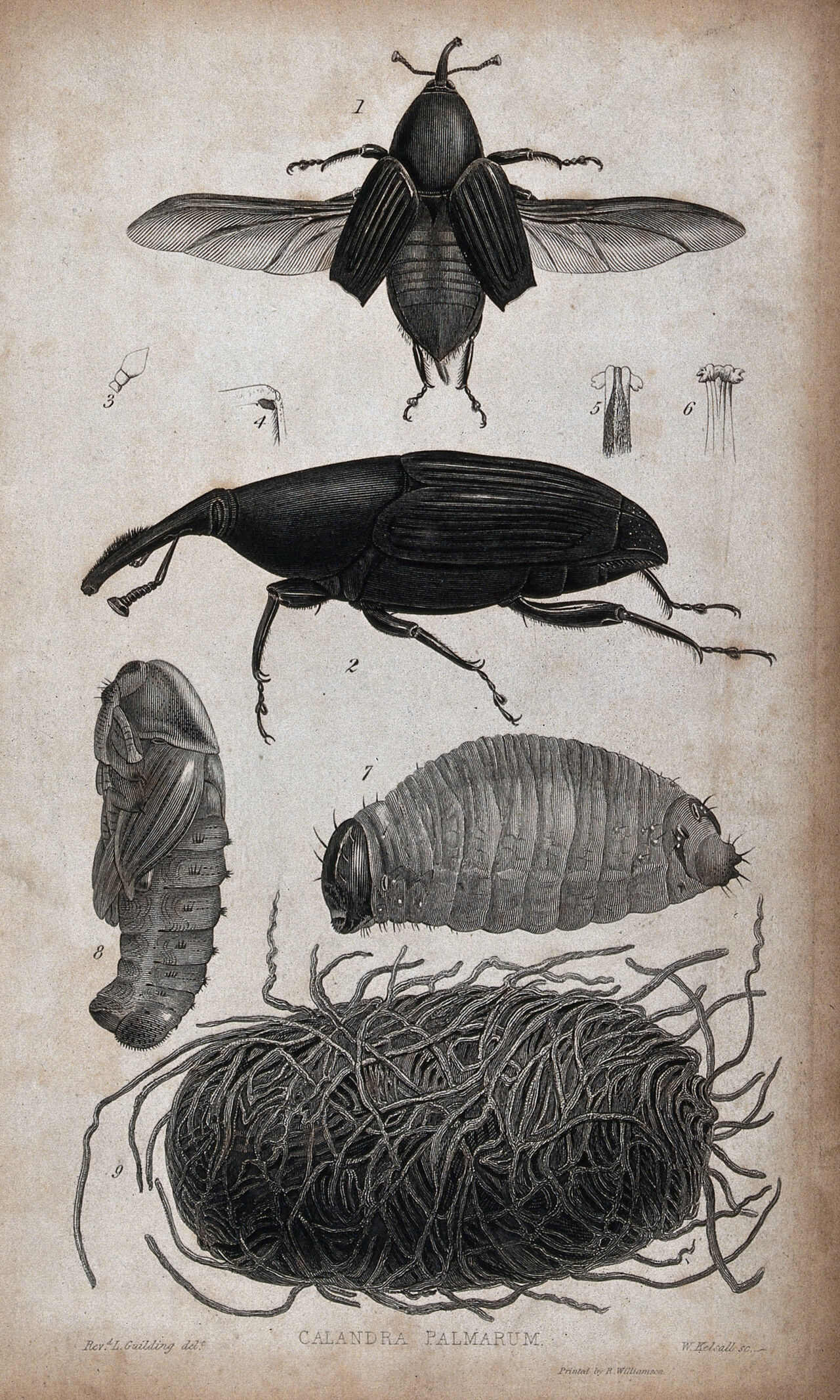 A palm weevil: adult, larva and pupa in palm fibres. Etching by W. Kelsall after the Revd. L. Guilding., by Lansdown Guilding