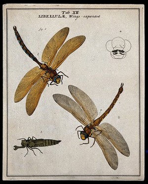 view Two dragonflies (Libellulæ species): adults and larva. Coloured etching by M. Harris, ca. 1766.