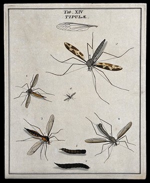 view Five crane flies (Tipulidae species): adults and larva. Coloured etching by M. Harris, ca. 1766.