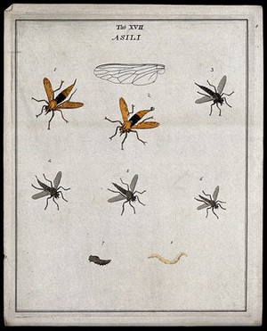 view Six robber flies (Asilidæ species): adults, a larva and pupa. Coloured etching by M. Harris, ca. 1766.