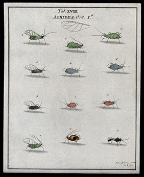 Twelve aphids (Aphididae species). Coloured etching by M. Harris, 1771.