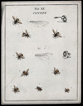 Eight flies (Conopidae species). Coloured etching by M. Harris, ca. 1766.