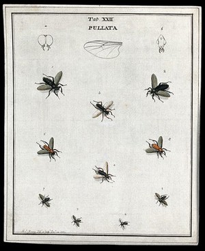 view Ten flies (Pullata species). Coloured etching by M. Harris, 1779.