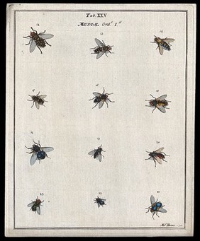 Twelve flies (Muscæ species). Coloured etching by M. Harris, 1780.