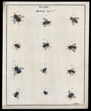 view Twelve flies (Muscæ species). Coloured etching by M. Harris, 1780.