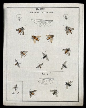 view Thirteen flies (Sylvicolæ species). Coloured etching by M. Harris, ca. 1766.