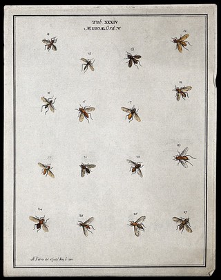 Fourteen flies (Muscæ species). Coloured etching by M. Harris, 1780.