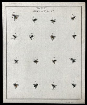 Sixteen flies (Muscæ species). Coloured etching by M. Harris, ca. 1766.