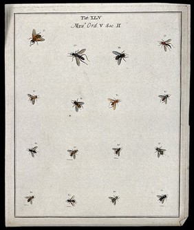 Sixteen flies (Muscæ species). Coloured etching by M. Harris, ca. 1766.