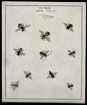 view Ten bees (Apis species). Coloured etching by M. Harris, ca. 1766.