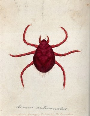 view An itch mite (Acarus autumnalis). Coloured etching, ca. 1790.