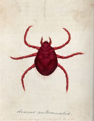 An itch mite (Acarus autumnalis). Coloured etching, ca. 1790.