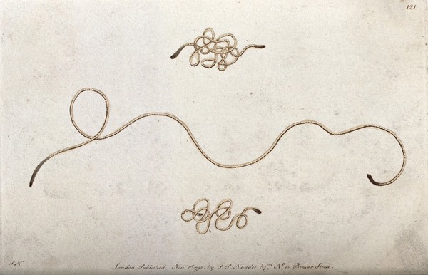 A nematode worm. Coloured etching, ca. 1792.