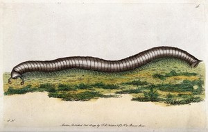 view A millipede. Coloured etching, ca. 1790.