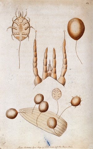 view A mite (?): adult, mouth parts and adults attached to a leaf. Coloured etching, ca. 1791.