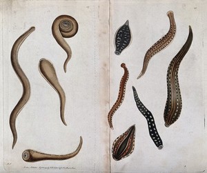 view Several species of parasitic flat-worm. Coloured etching, ca. 1795.