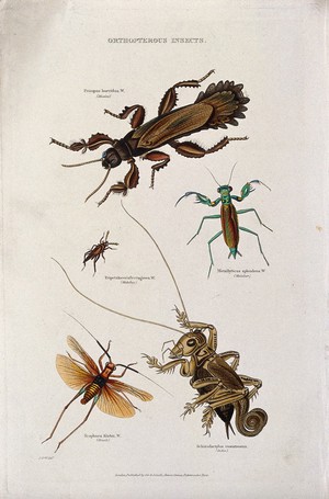 view Five insects of the Orthoptera order, including a grasshopper, locust and mantid. Coloured engraving by J. O. W.