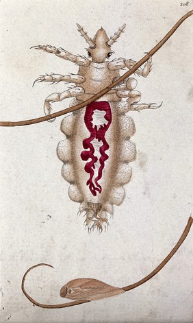 An insect, possibly a louse, with its circulation system depicted and its pupal stage. Coloured etching.