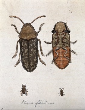 A beetle (Ptinus foetidicus)?: dorsal and ventral aspect. Coloured etching.