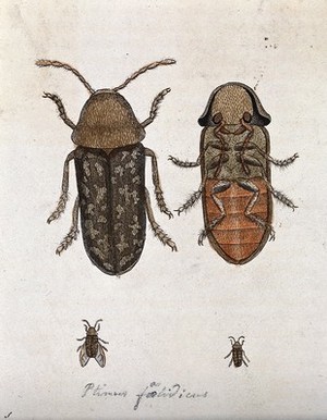 view A beetle (Ptinus foetidicus)?: dorsal and ventral aspect. Coloured etching.