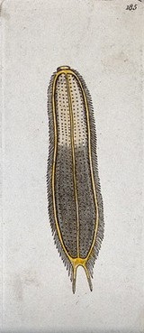 A parasitic flat-worm. Coloured etching.