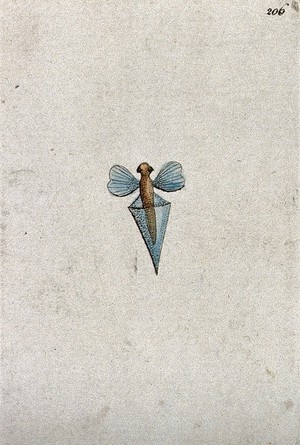 view A winged insect emerging from its pupa. Coloured etching.