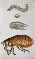 view A dog flea (Ctenocephalides canis): adult, pupa, egg and larva. Coloured etching.