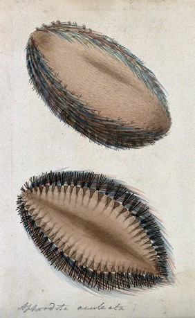 An unknown bristled organism (Aphordita(?) aculeata). Coloured etching.