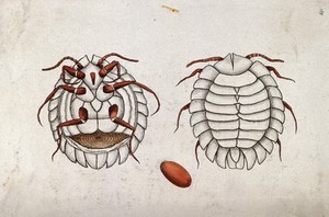 view A beetle larva: dorsal and ventral aspect and egg. Coloured etching.