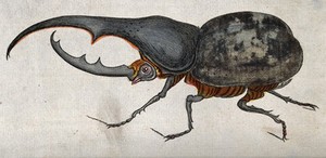 view A long-horned beetle (Dynastes hercules). Coloured etching.