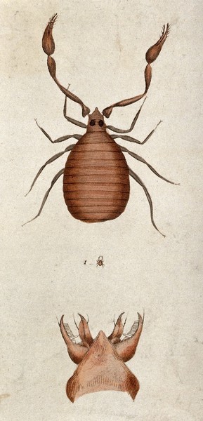A book scorpion. Coloured etching.
