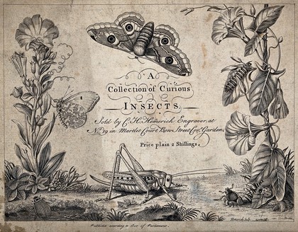 Various insects and flowers illustrating a frontispiece. Engraving by C. H. Hemerich.