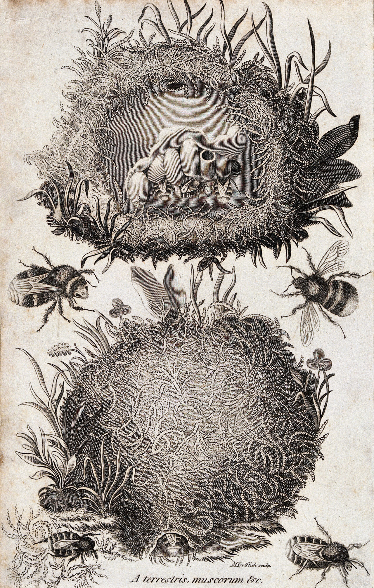 A bee's nest: external and internal views. Etching by M. Griffith., by Moses Griffith