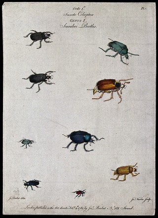 Nine different scarabaeid beetles. Coloured engraving by J. Newton, ca. 1780, after J. Barbut.