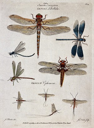 view Five dragonflies and four mayflies. Coloured engraving by J. Newton, ca. 1780, after J. Barbut.