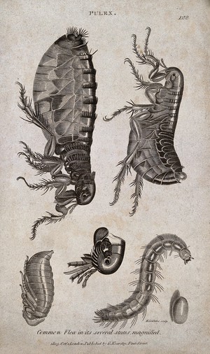 view Common flea (Pulex species): adult, pupa, larva and egg. Engraving by M. Griffiths, ca. 1805.