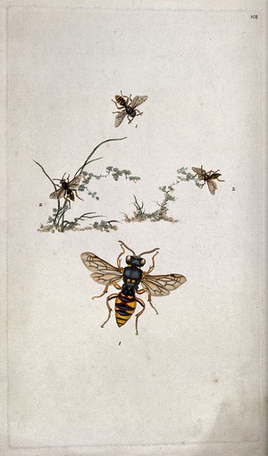 view Four wasps (Vespa species), two around vegetation. Coloured etching.