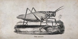 view A locust. Wood engraving.