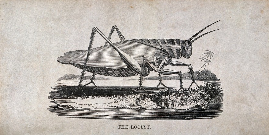 A locust. Wood engraving.
