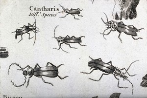 view Six soldier beetles (Cantharis species). Engraving.